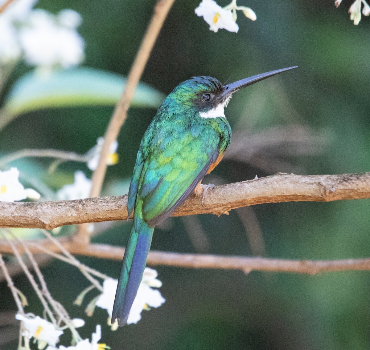 Rotschwanz-Glanzvogel - ML645223338