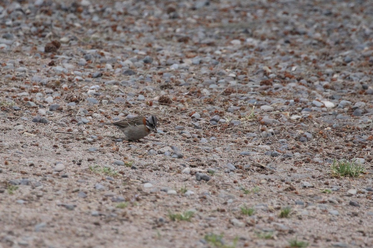 Morgenammer - ML645223340