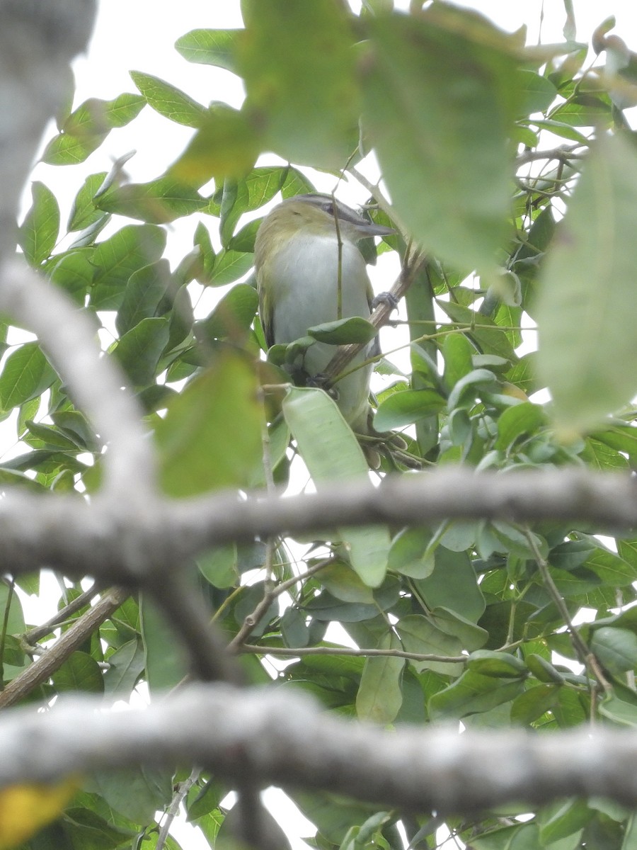 Rotaugenvireo - ML645223341