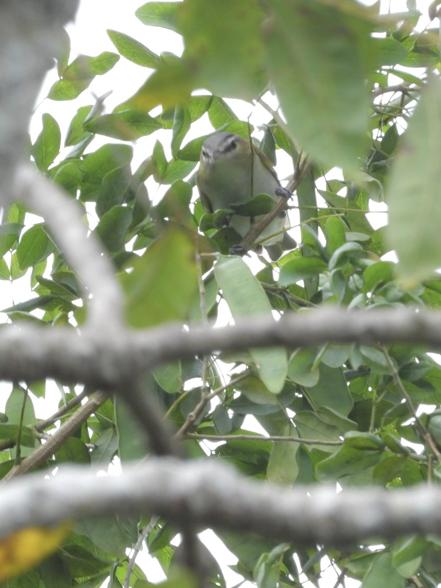 Rotaugenvireo - ML645223342