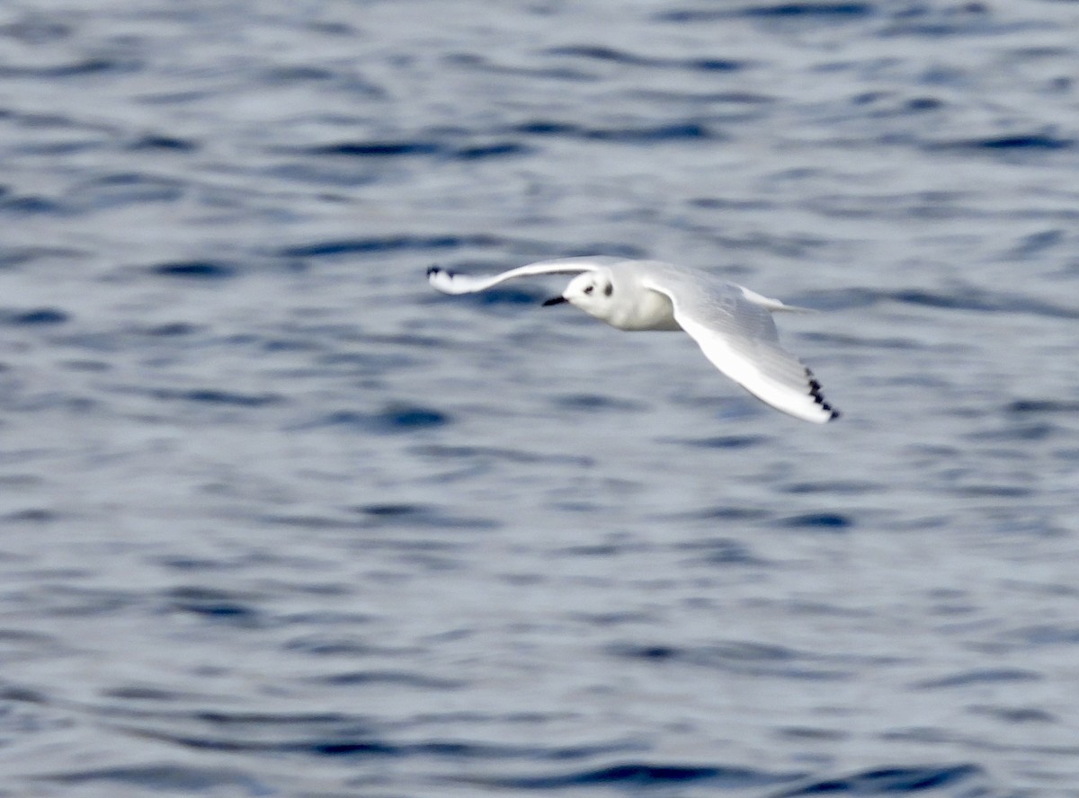 Bonapartemöwe - ML645223344