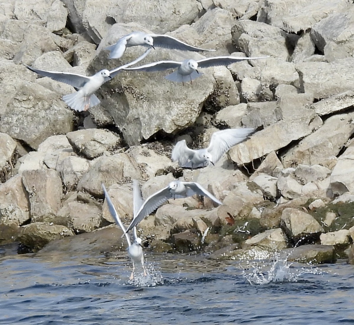 Bonapartemöwe - ML645223345