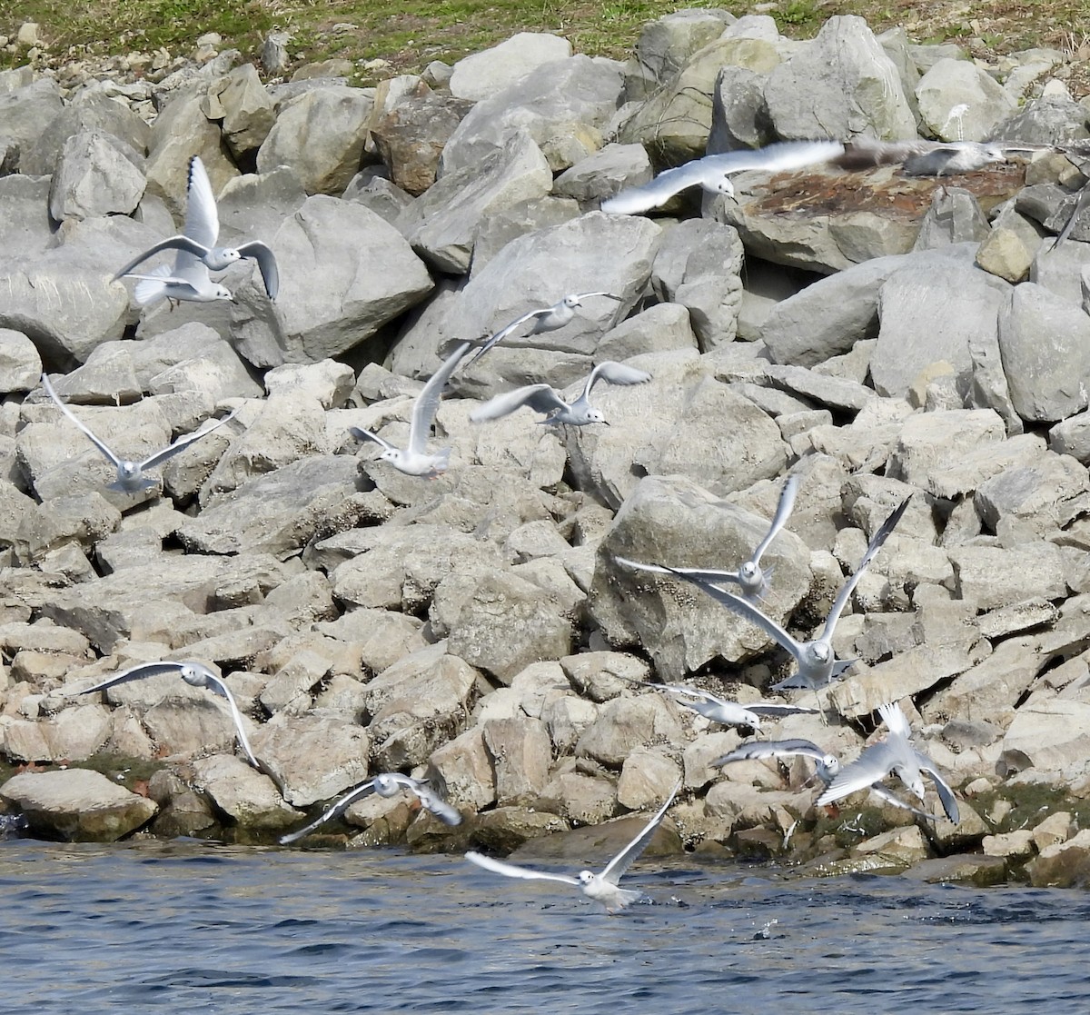 Bonapartemöwe - ML645223346