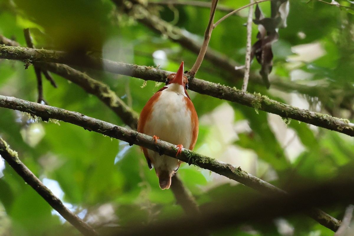 Madagaskarzwergfischer - ML645223347