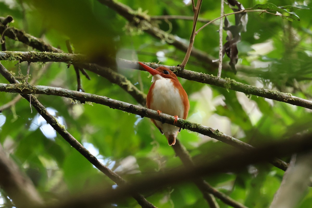 Madagaskarzwergfischer - ML645223348