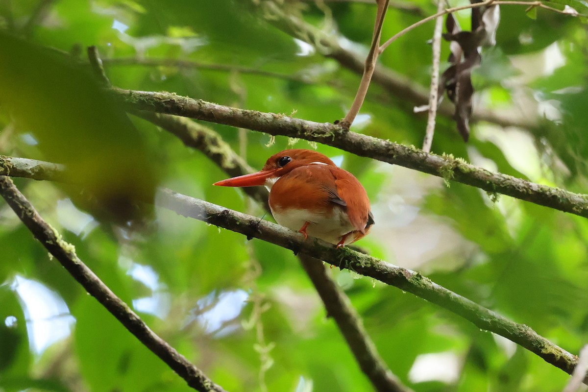 Madagaskarzwergfischer - ML645223349