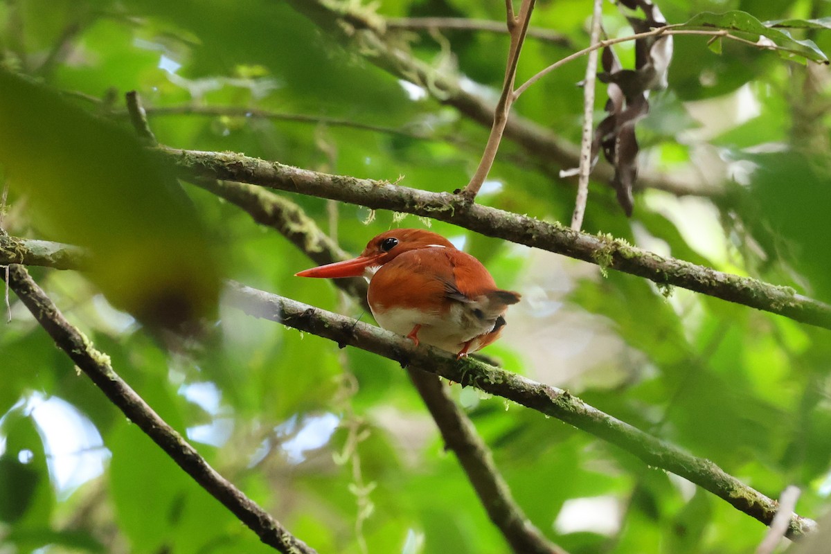 Madagaskarzwergfischer - ML645223350