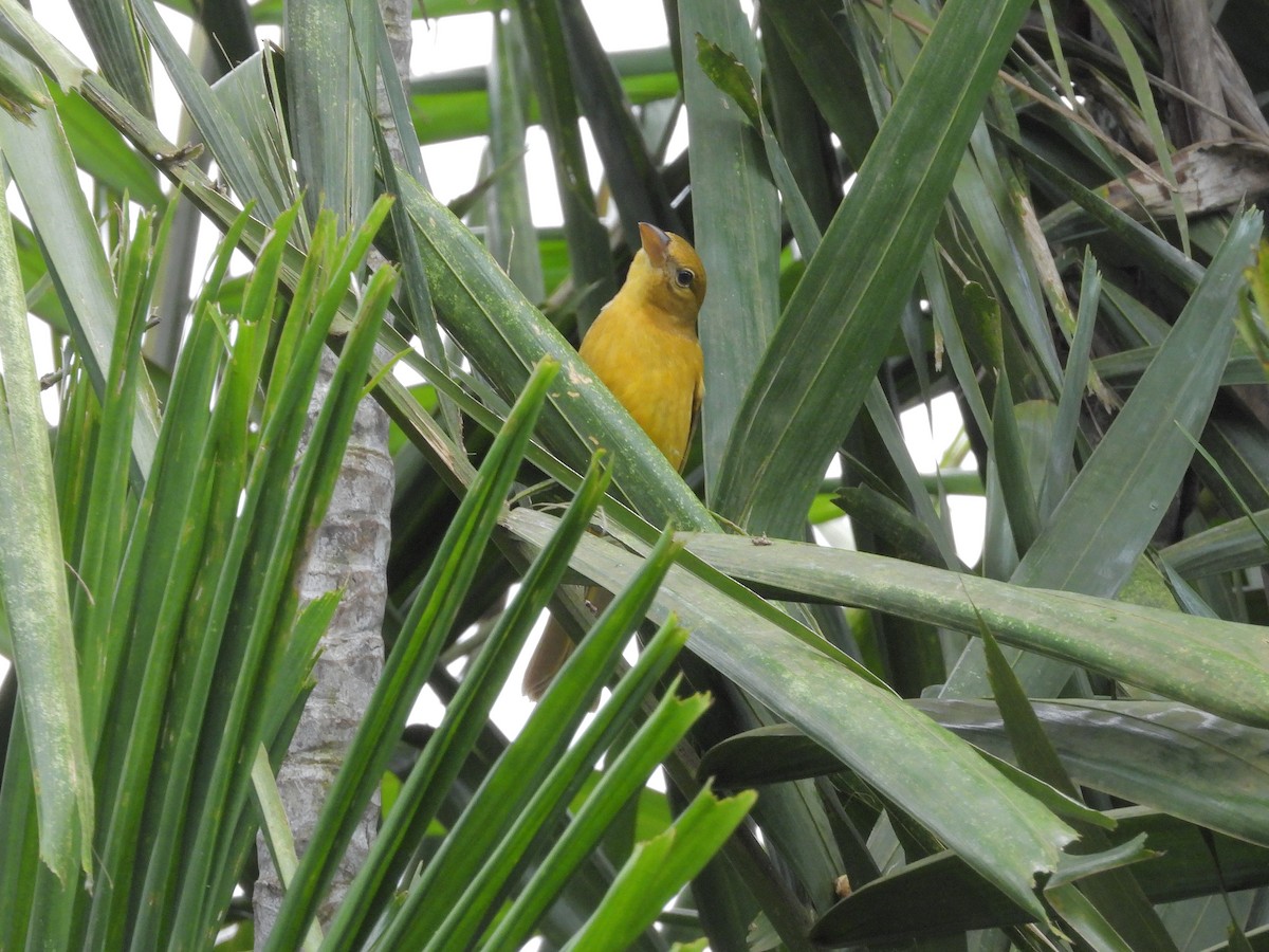 Sommerkardinal - ML645223351