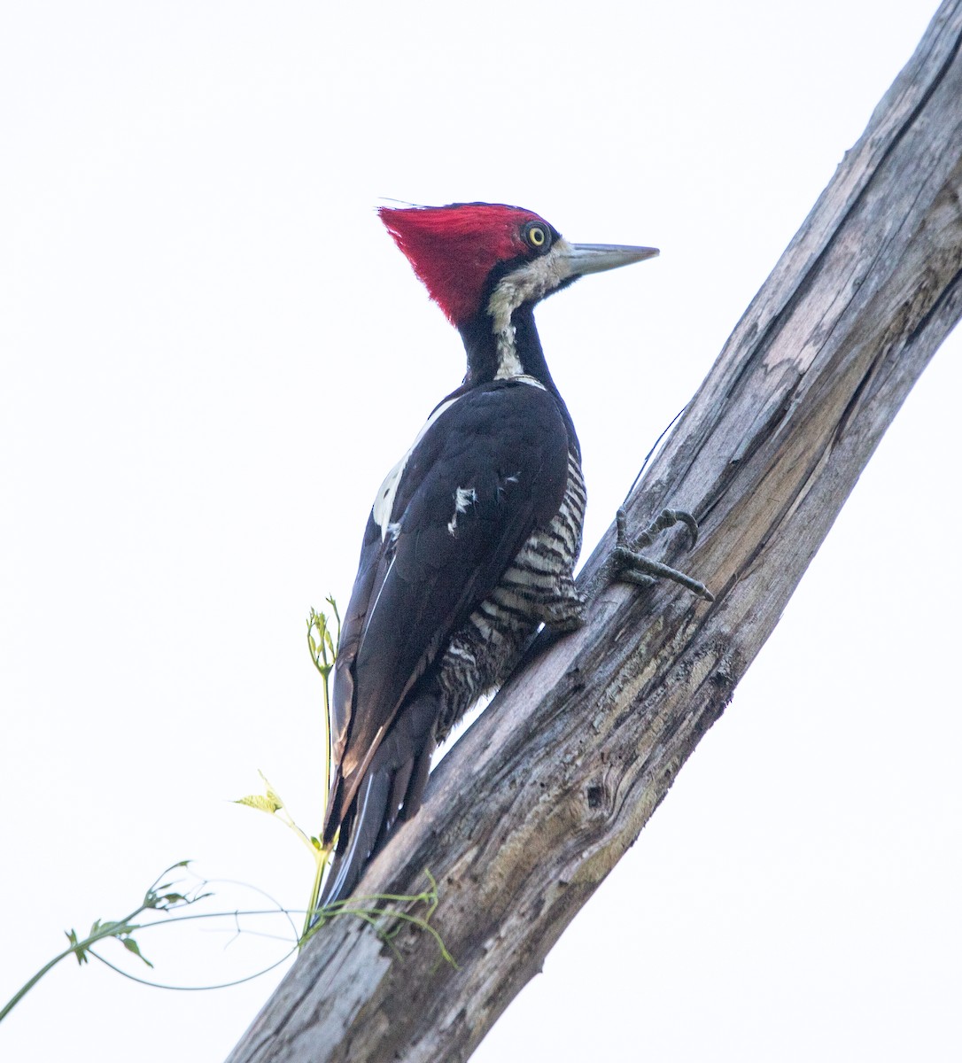 Schwarzkehlspecht - ML645223352