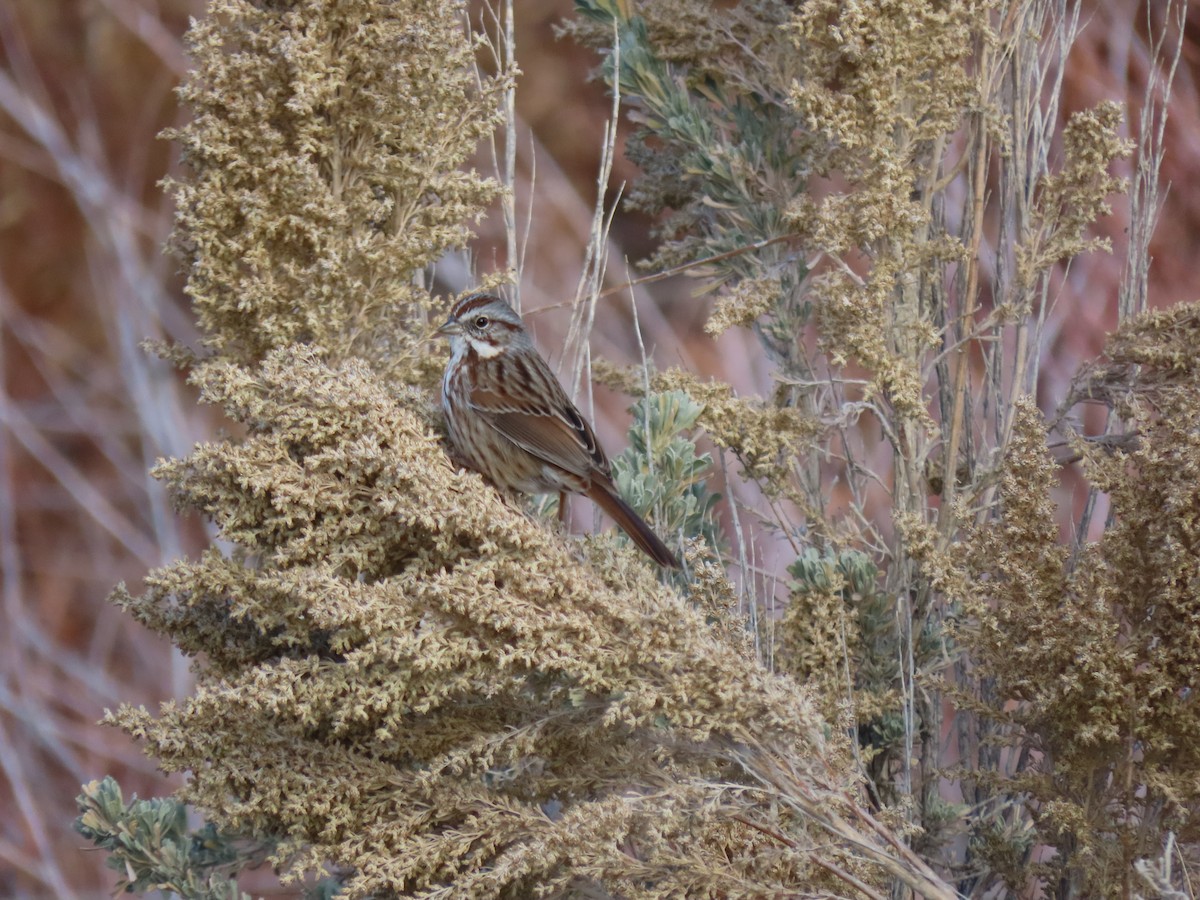 Singammer - ML645223353