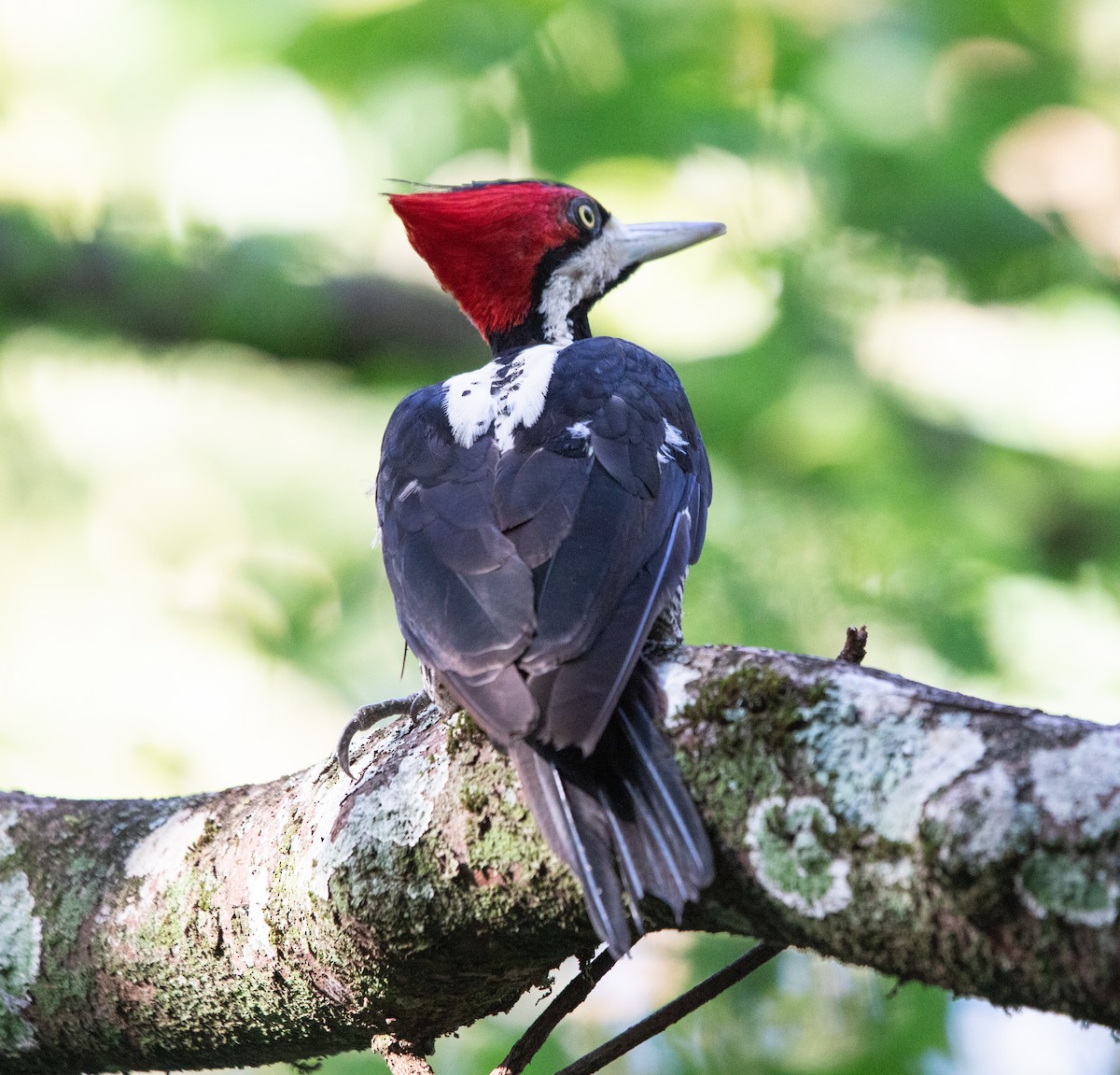 Schwarzkehlspecht - ML645223354