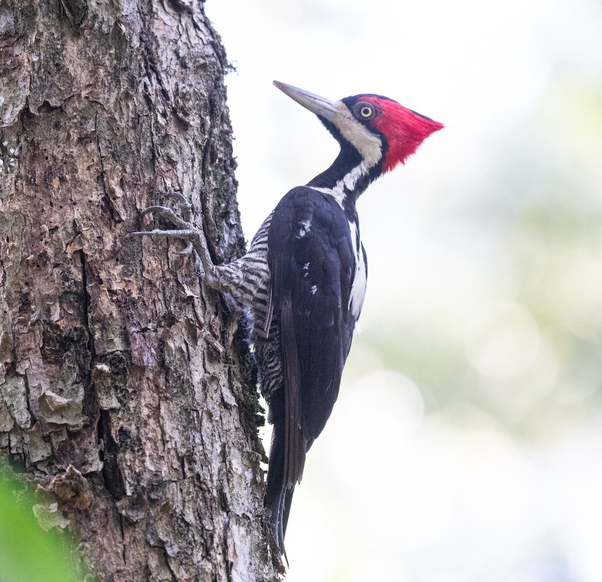 Schwarzkehlspecht - ML645223355