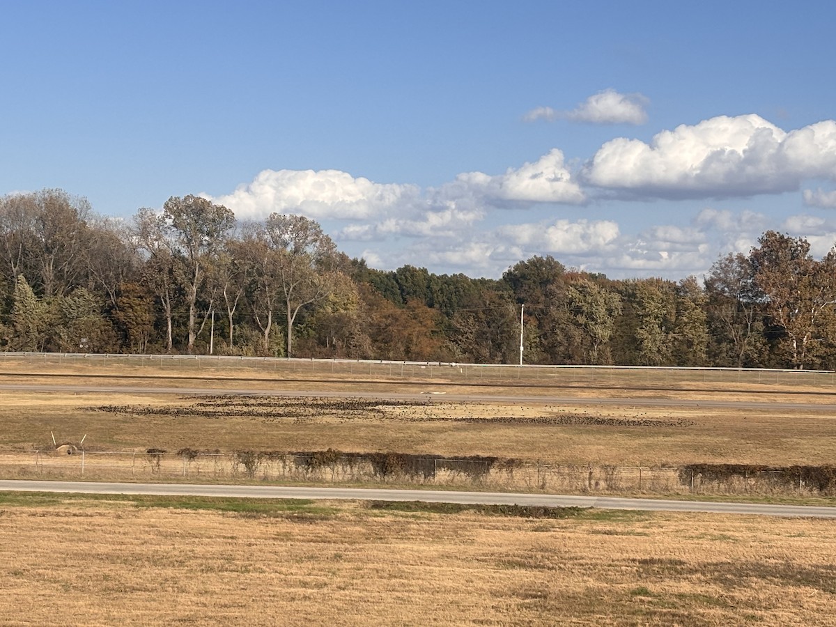Brown-headed Cowbird - ML645223366