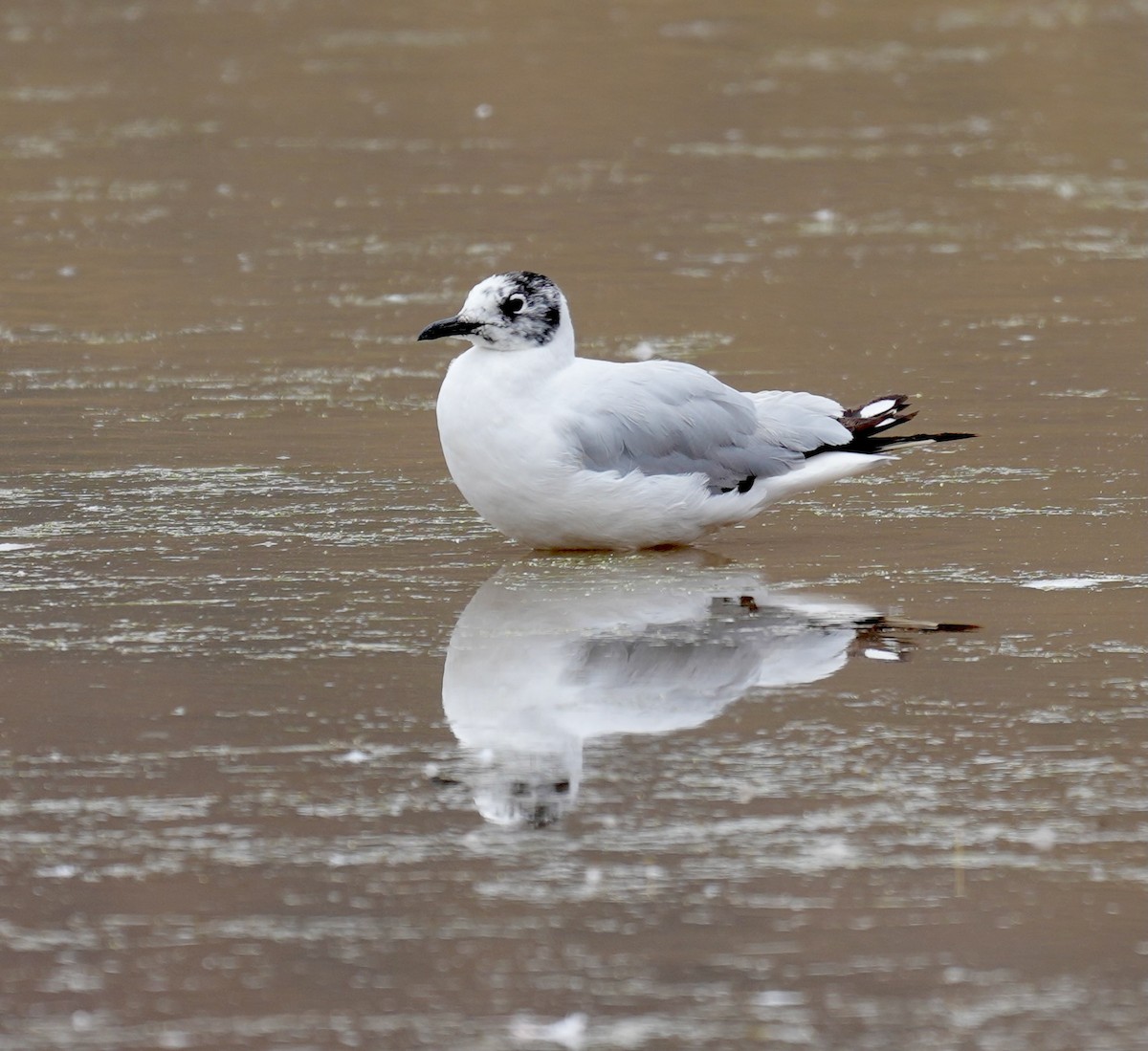 Andean Gull - ML645223379