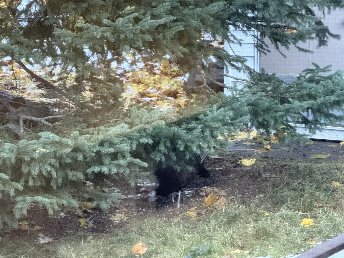 Wild Turkey - ML645223381