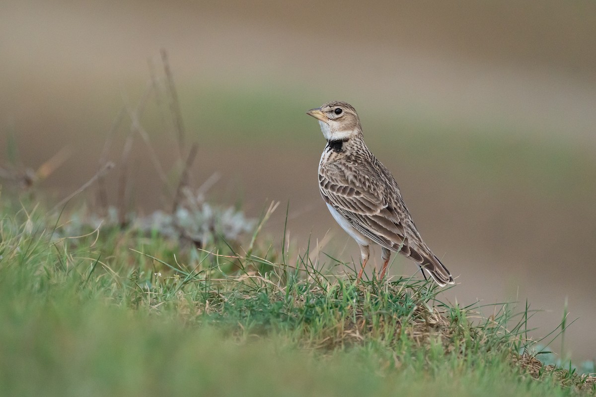 Calandra Lark - ML645223388