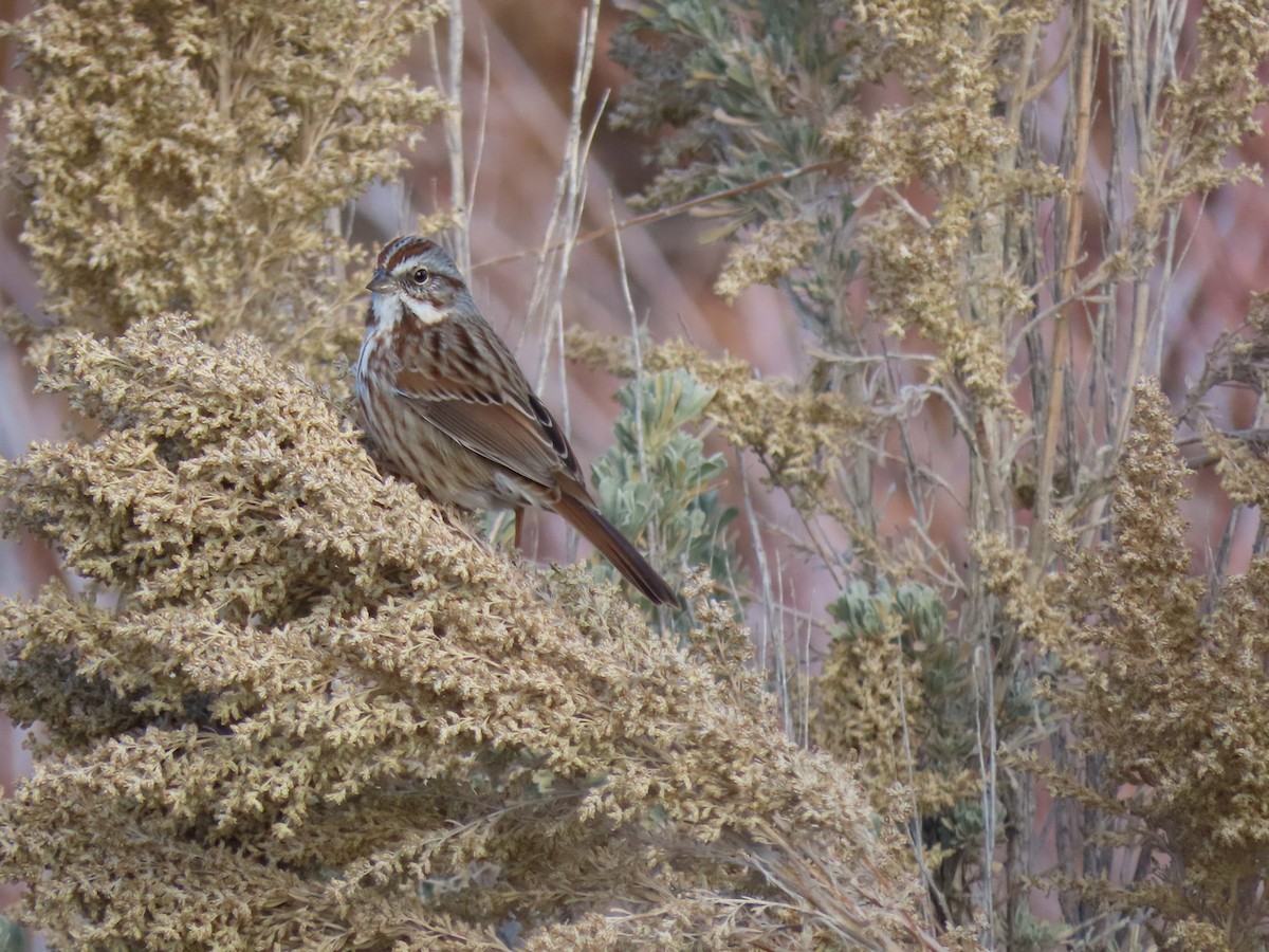 Song Sparrow - ML645223405