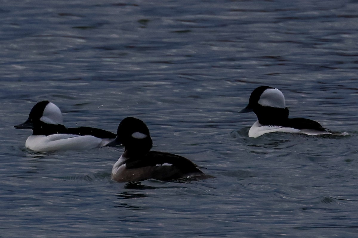 Bufflehead - ML645223416