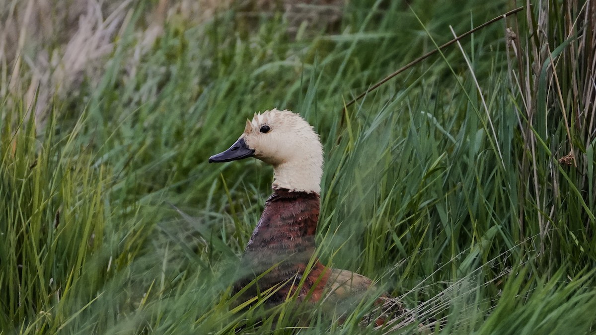 Paradiesgans - ML645223437