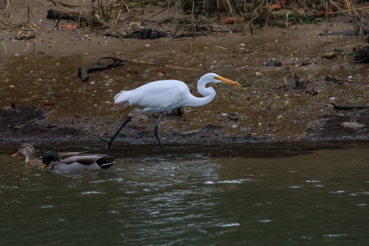 Koartza zuria - ML645223444