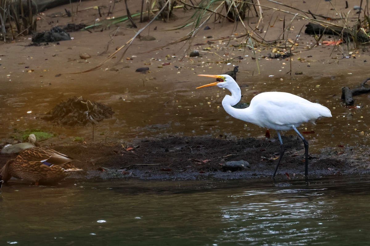 Koartza zuria - ML645223445