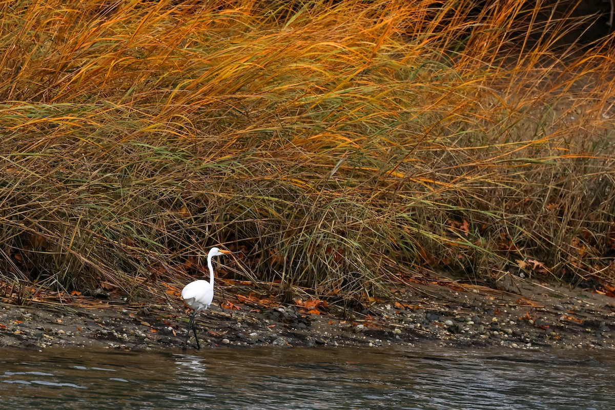 Koartza zuria - ML645223448