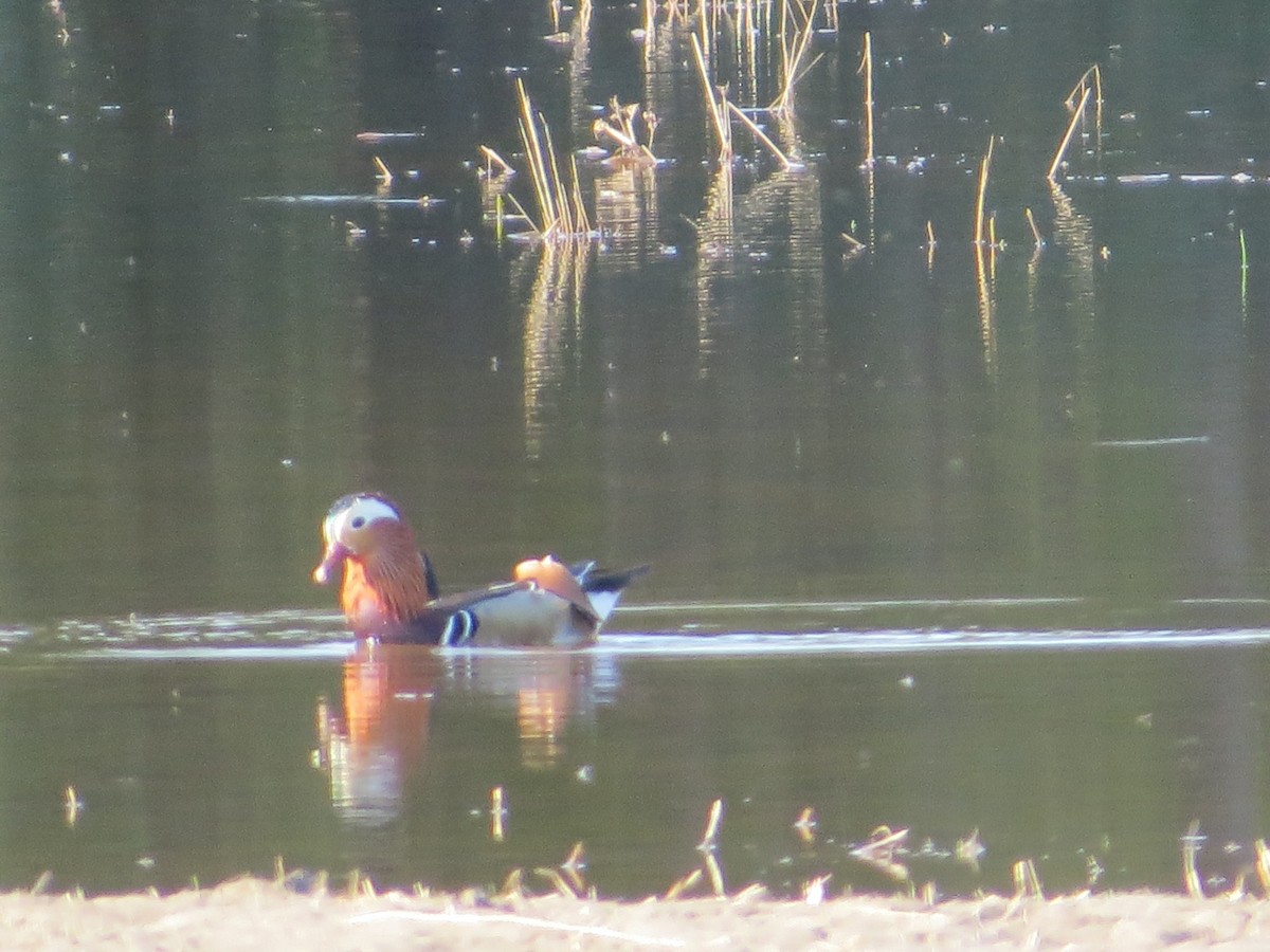 Mandarin Duck - ML645223465