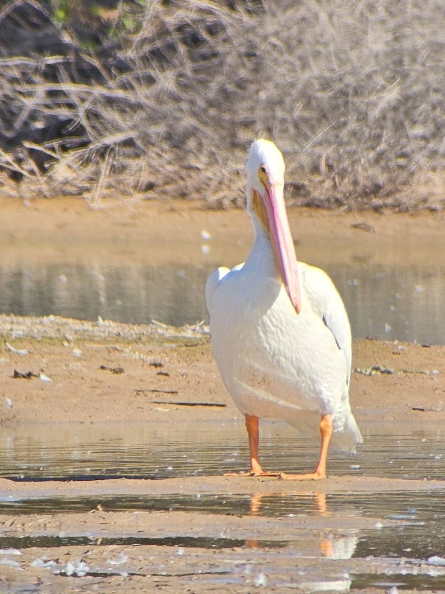 Amerika Pelikanı - ML645223466