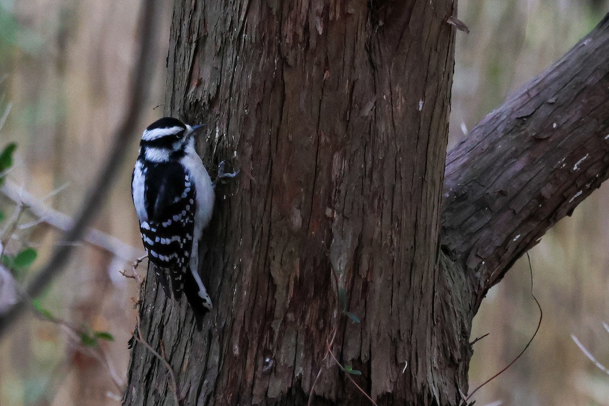 Downy Woodpecker - ML645223472