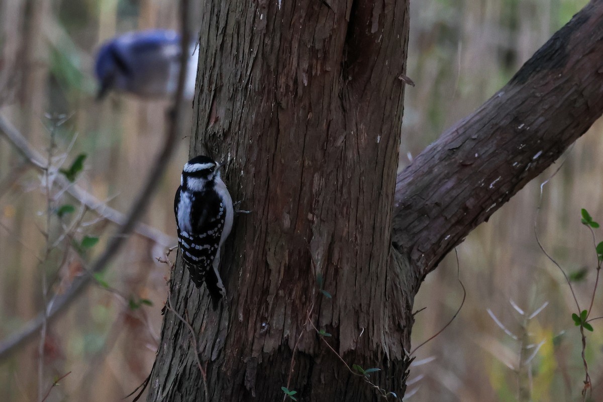 Downy Woodpecker - ML645223473