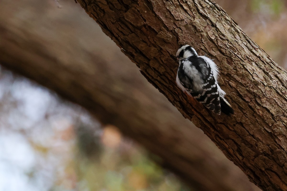 Downy Woodpecker - ML645223474