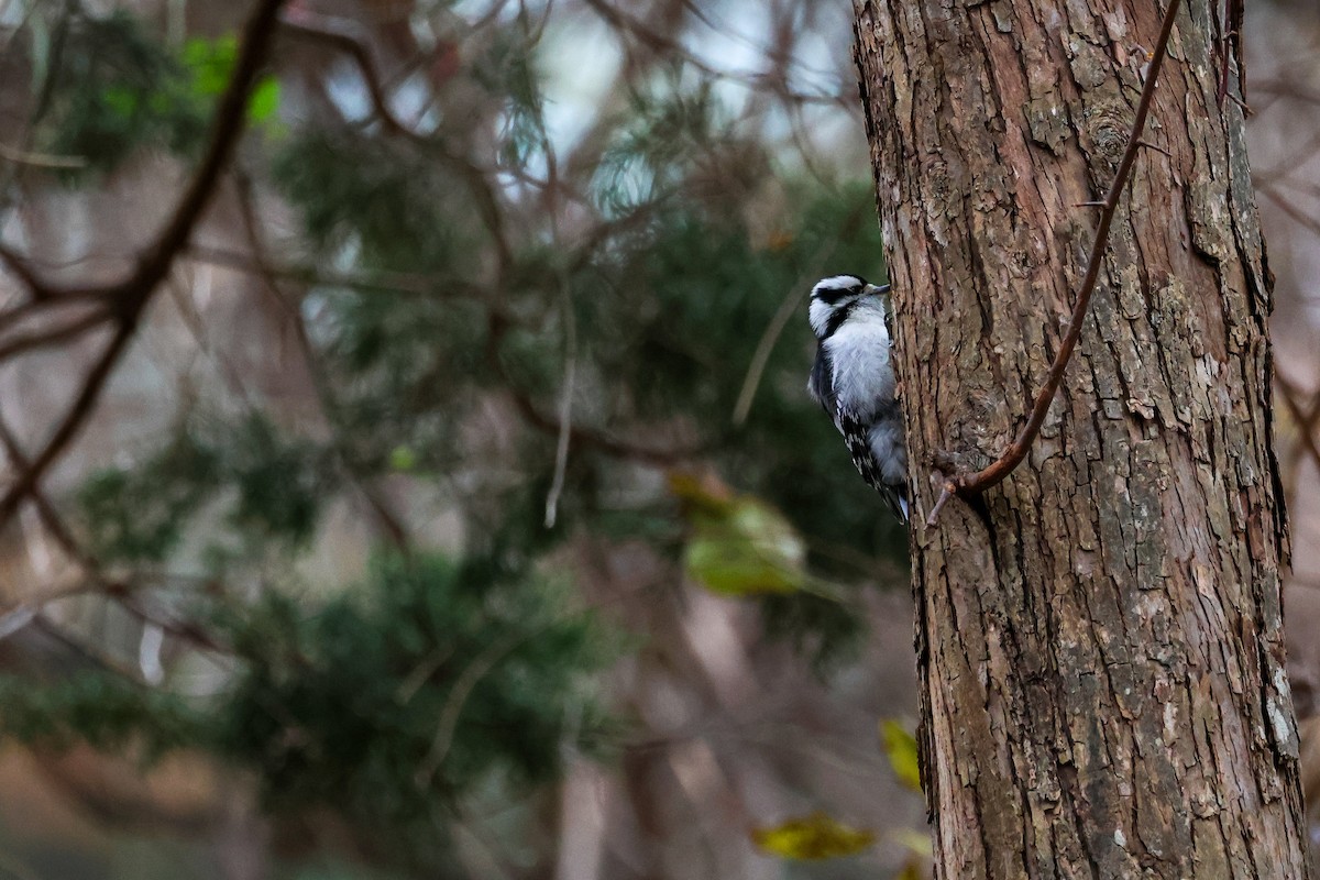 Downy Woodpecker - ML645223475