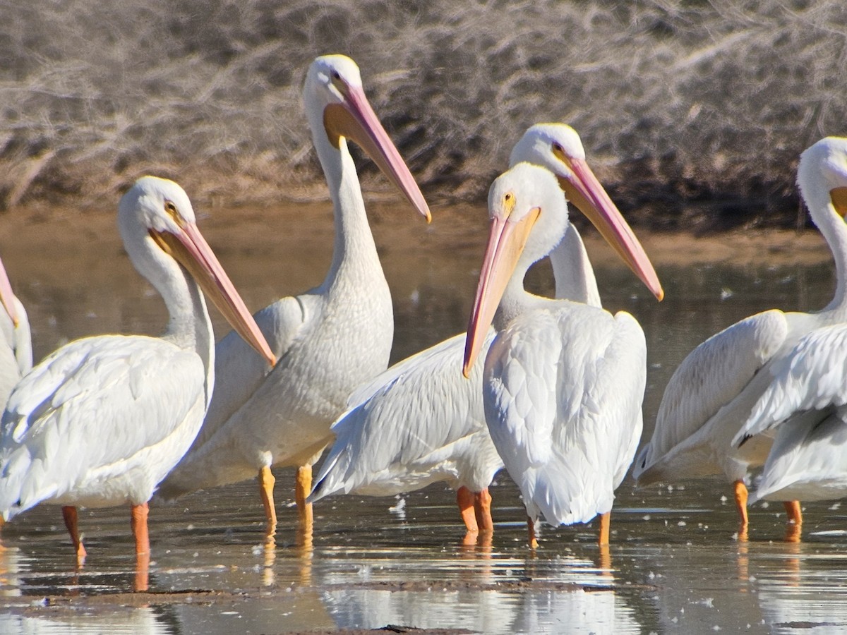 Amerika Pelikanı - ML645223476