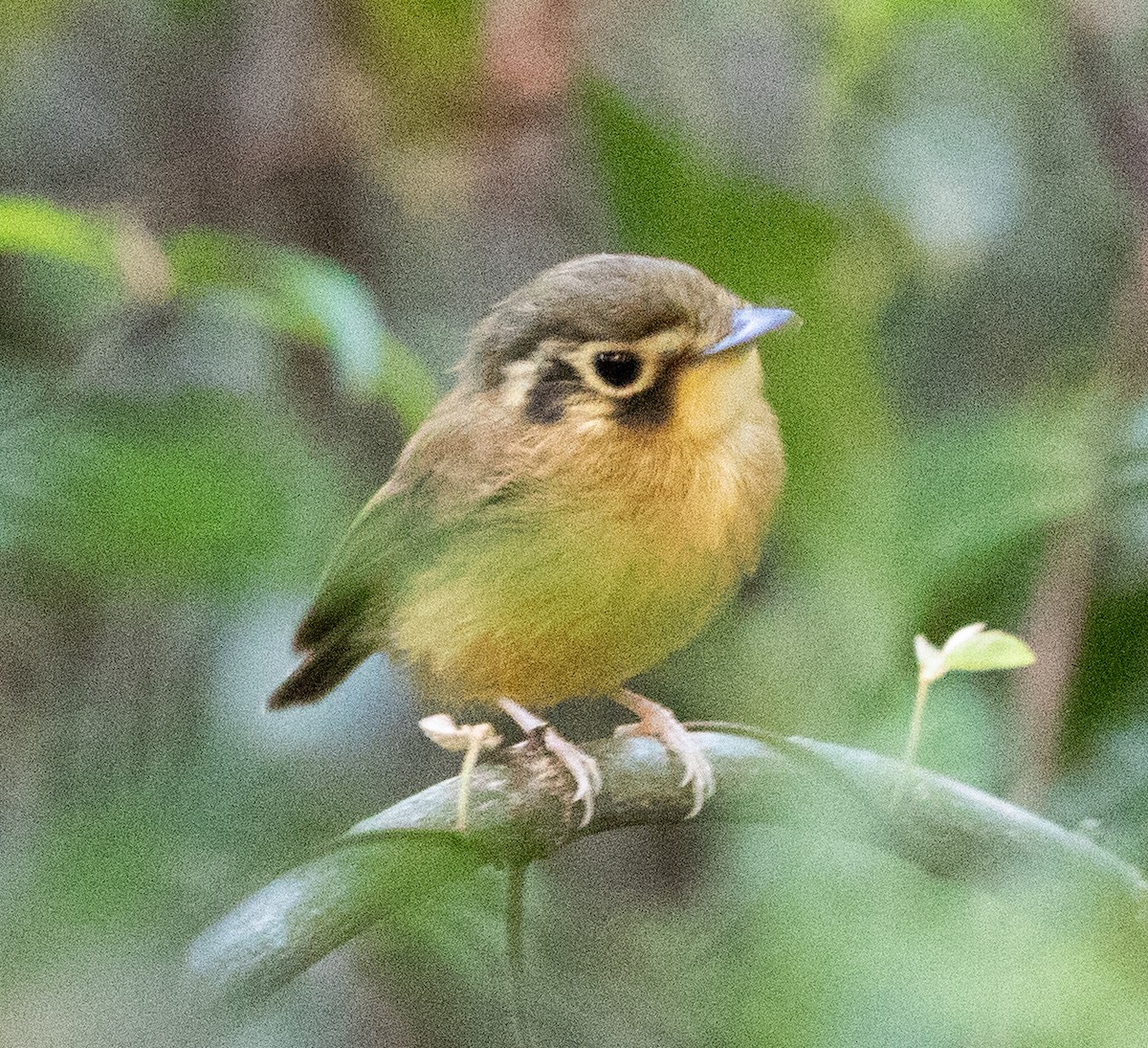 White-throated Spadebill - ML645223490