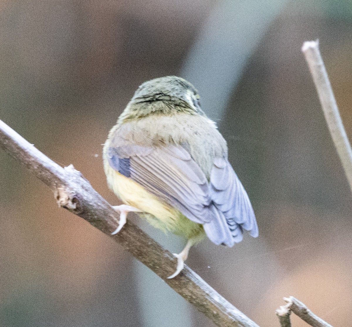 White-throated Spadebill - ML645223491