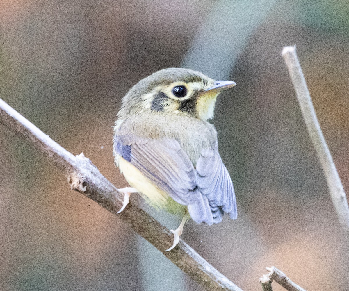 White-throated Spadebill - ML645223492