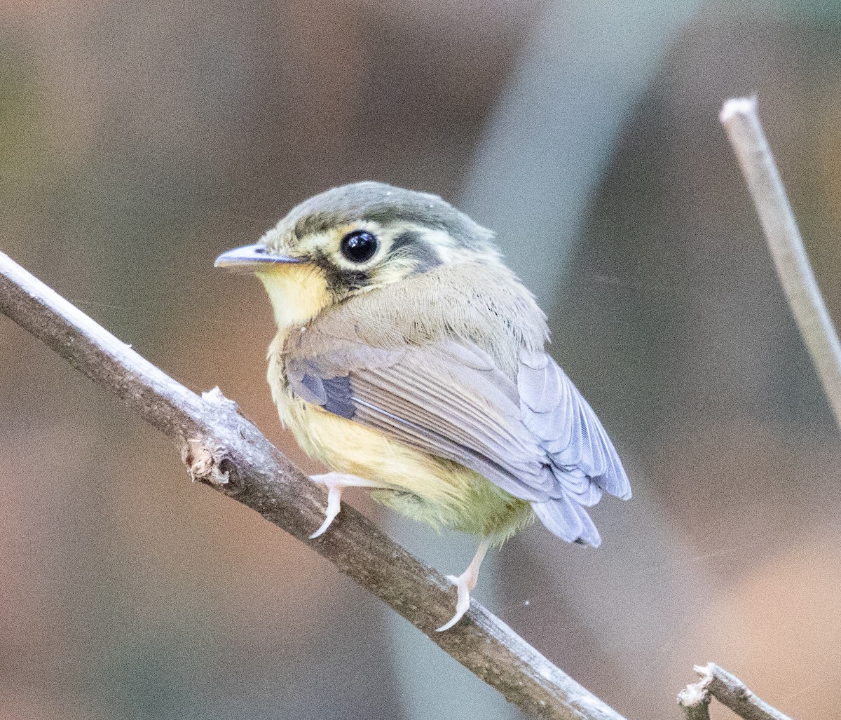 White-throated Spadebill - ML645223493