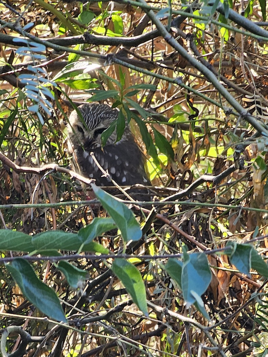 Northern Saw-whet Owl - ML645223494