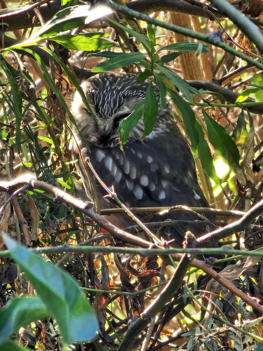 Northern Saw-whet Owl - ML645223498