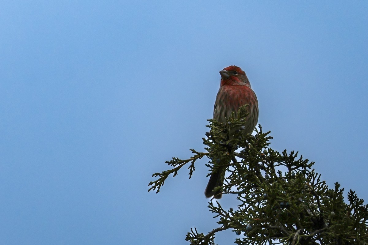 House Finch - ML645223502