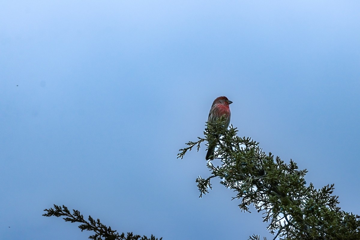 House Finch - ML645223503