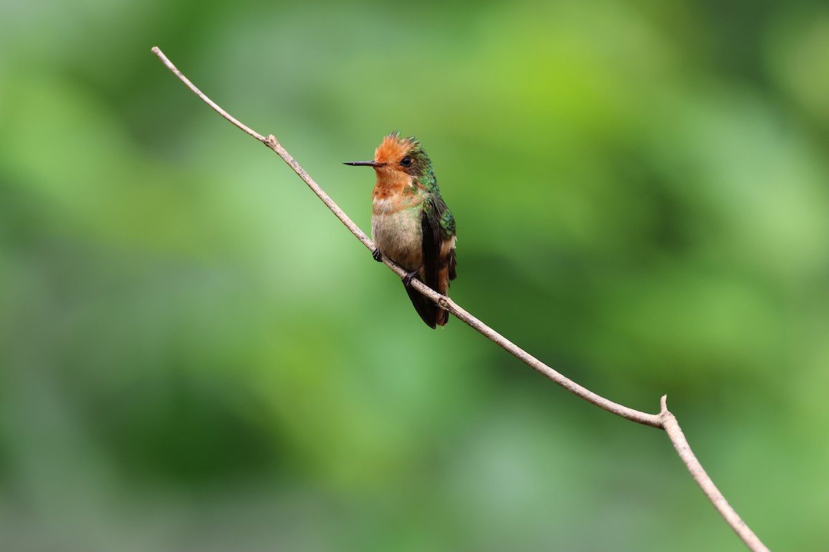 Kızıl Başlıklı Koket - ML645223504