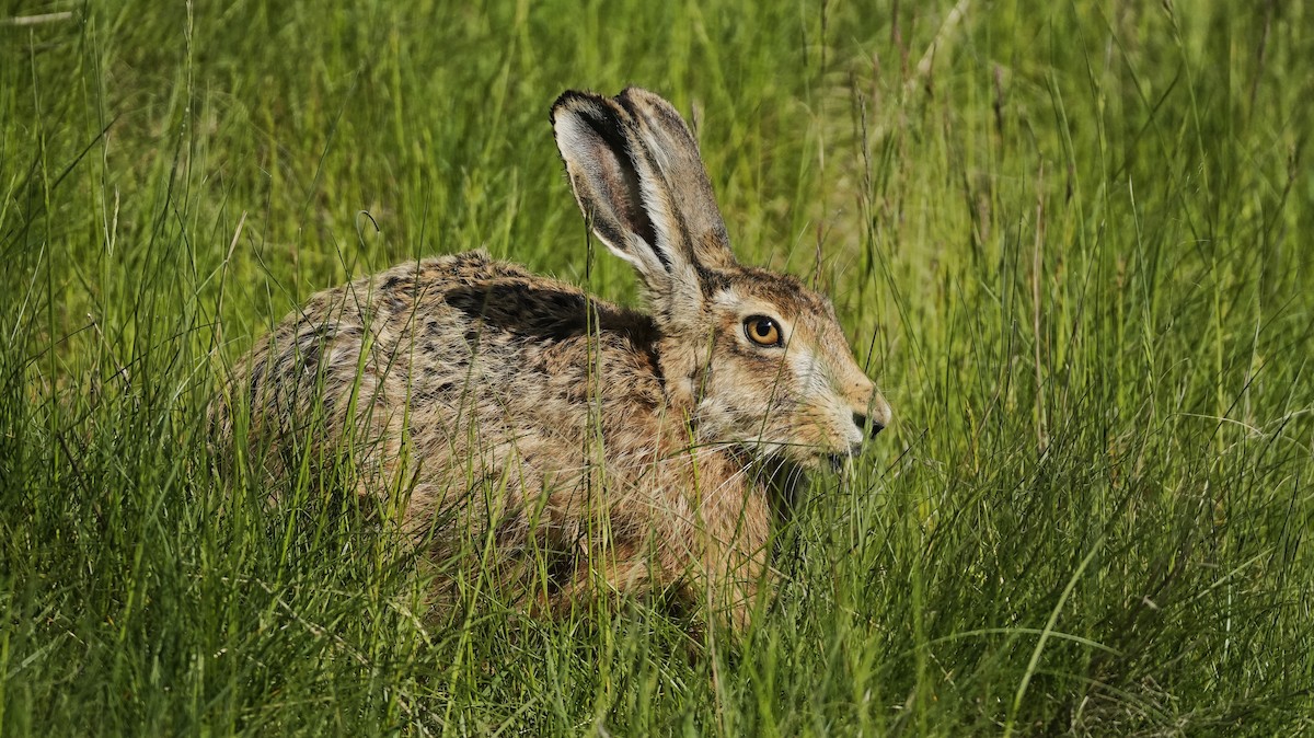 Brown Hare - ML645223511