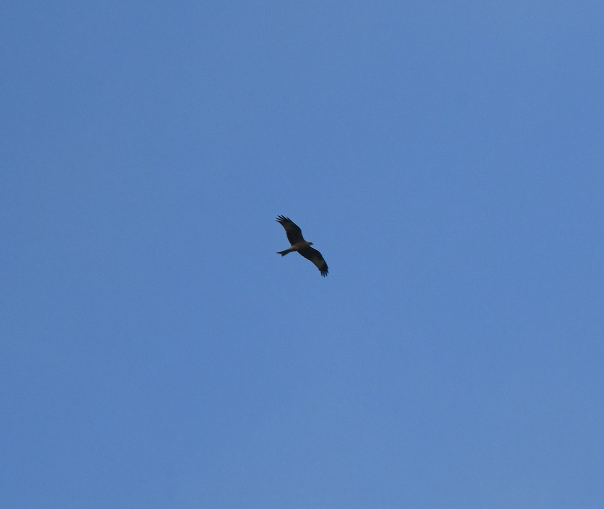 luňák červený (ssp. milvus) - ML645223514