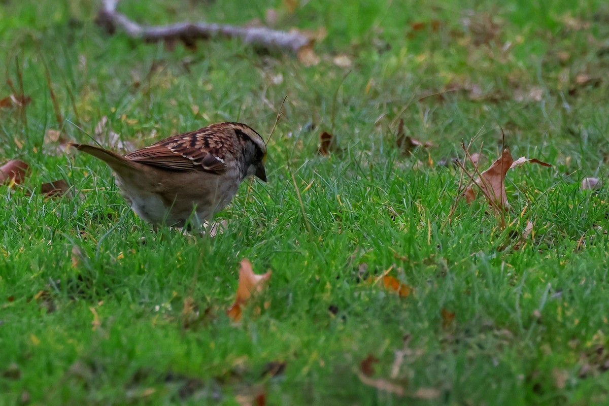 White-throated Sparrow - ML645223519