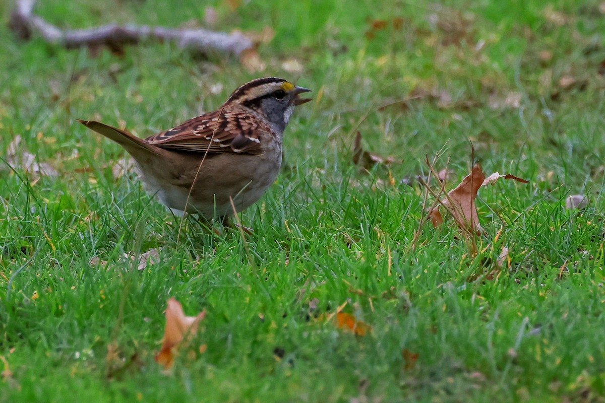 White-throated Sparrow - ML645223520