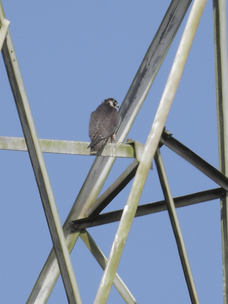 Peregrine Falcon - ML645223526