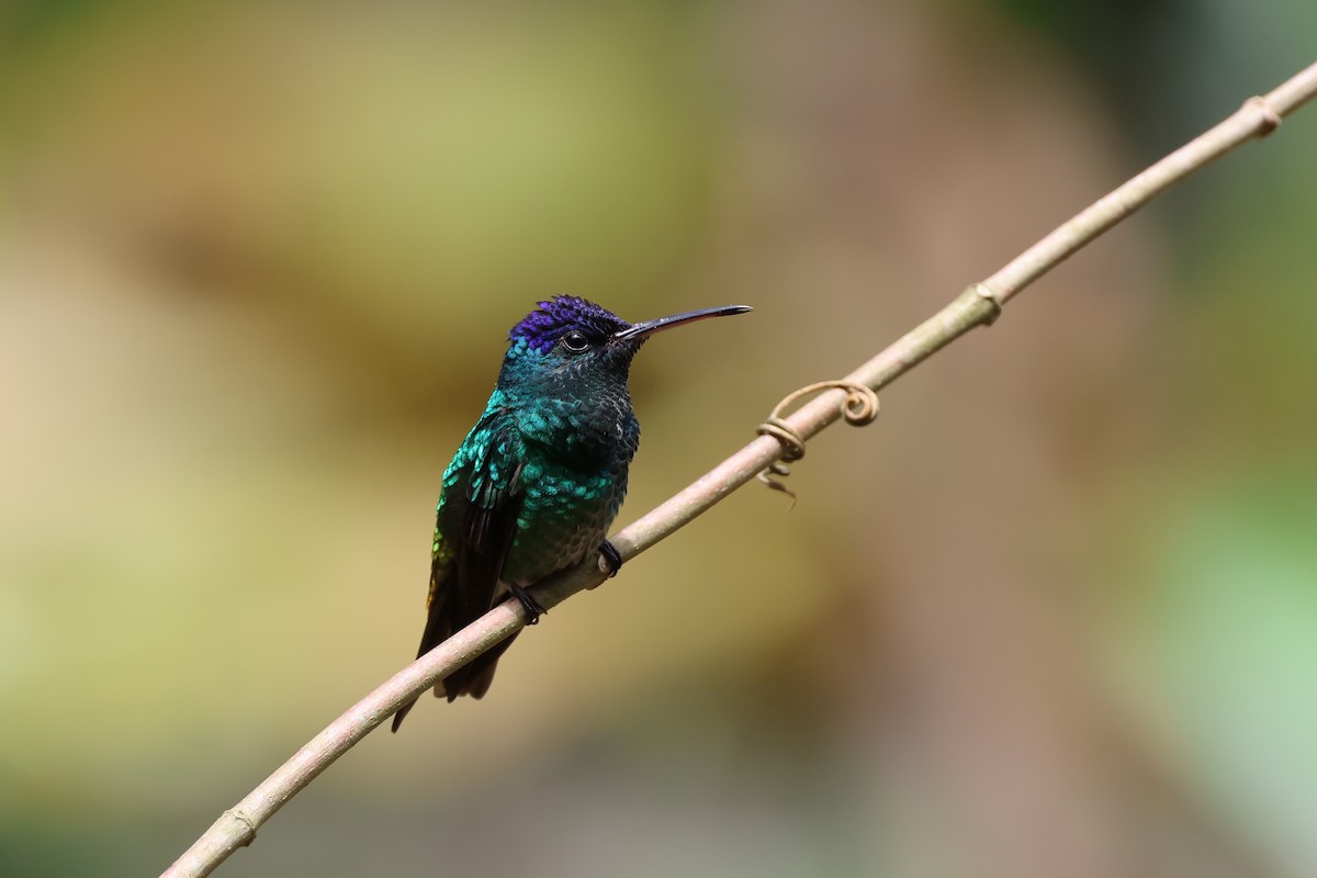 Golden-tailed Sapphire - ML645223532