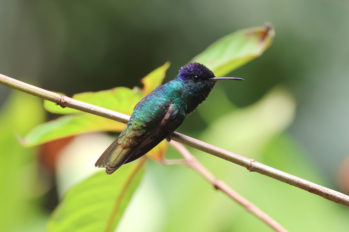 Golden-tailed Sapphire - ML645223533