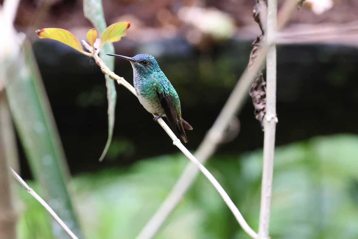 Golden-tailed Sapphire - ML645223534